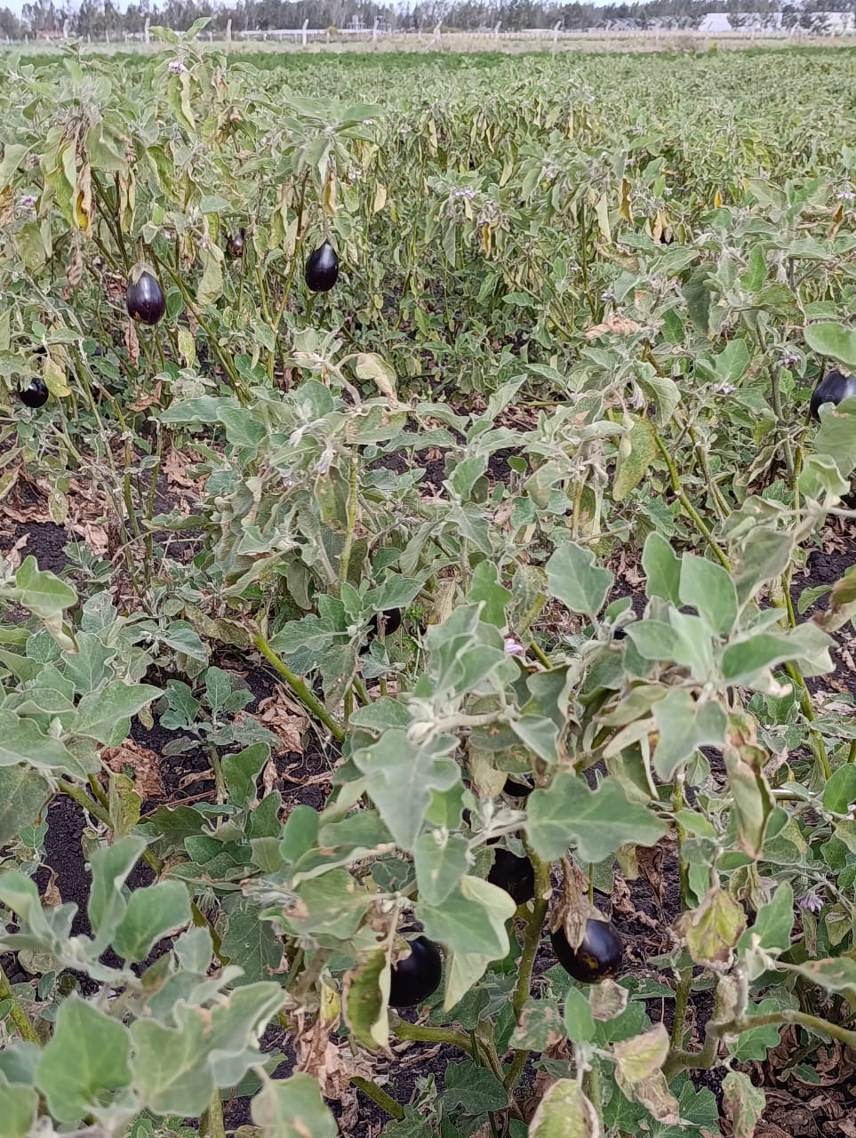 Eggplant Product